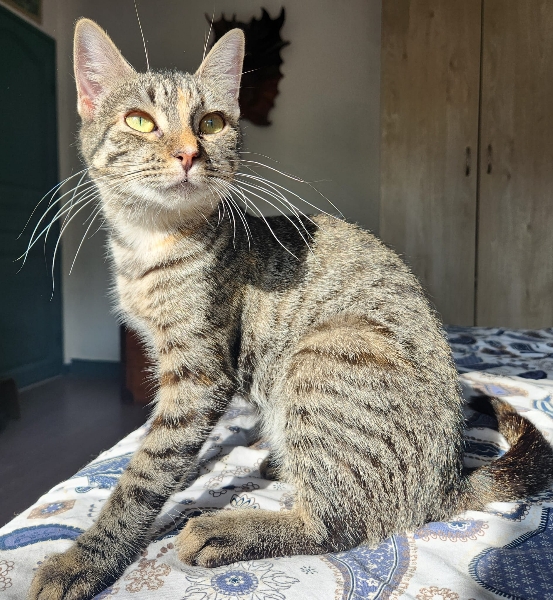 Artemis, chat à l’adoption — Caresses de Chat 94 (Saint-Maur-des-Fossés, 94)