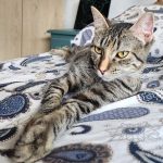 Artemis, chat à l’adoption