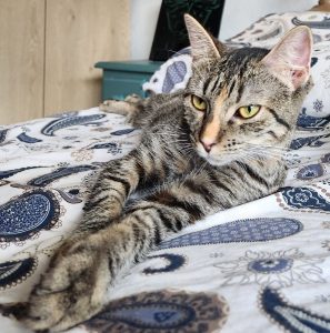 Artemis, chat à l’adoption