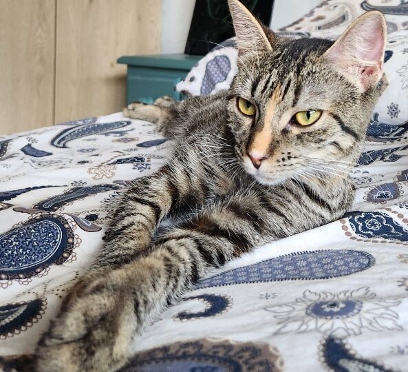 Artemis, chat à l’adoption — Caresses de Chat 94 (Saint-Maur-des-Fossés, 94)