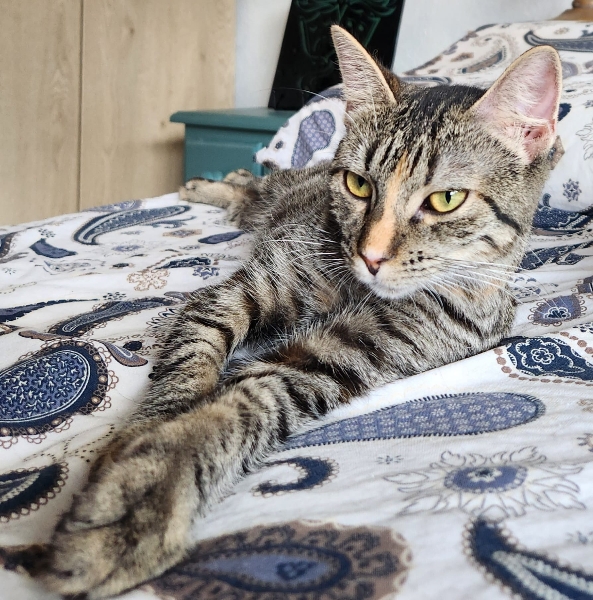 Artemis, chat à l’adoption — Caresses de Chat 94 (Saint-Maur-des-Fossés, 94)