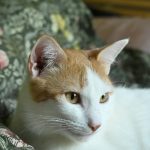 Ascot, chat à l’adoption