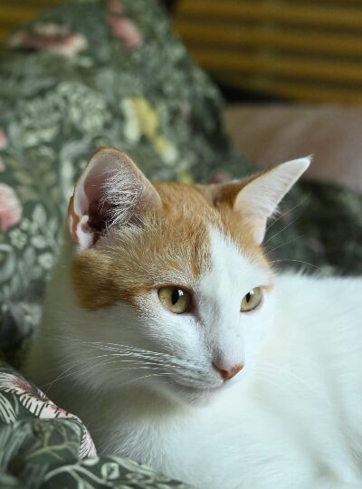 Ascot, chat à l’adoption — Caresses de Chat 94 (Saint-Maur-des-Fossés, 94)