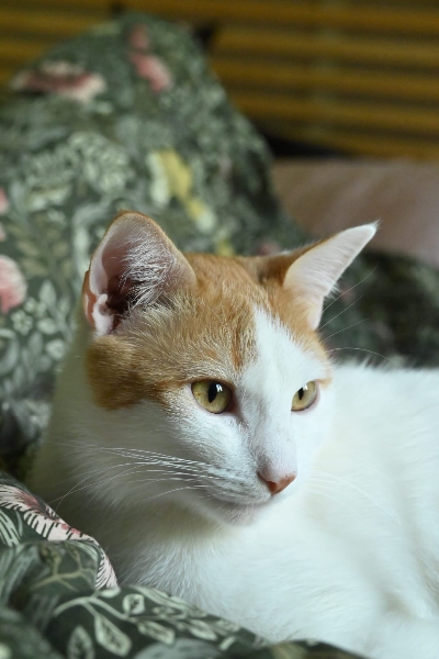 Ascot, chat à l’adoption — Caresses de Chat 94 (Saint-Maur-des-Fossés, 94)