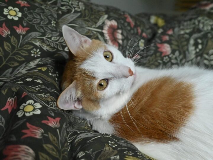 Ascot, chat à l’adoption — Caresses de Chat 94 (Saint-Maur-des-Fossés, 94)
