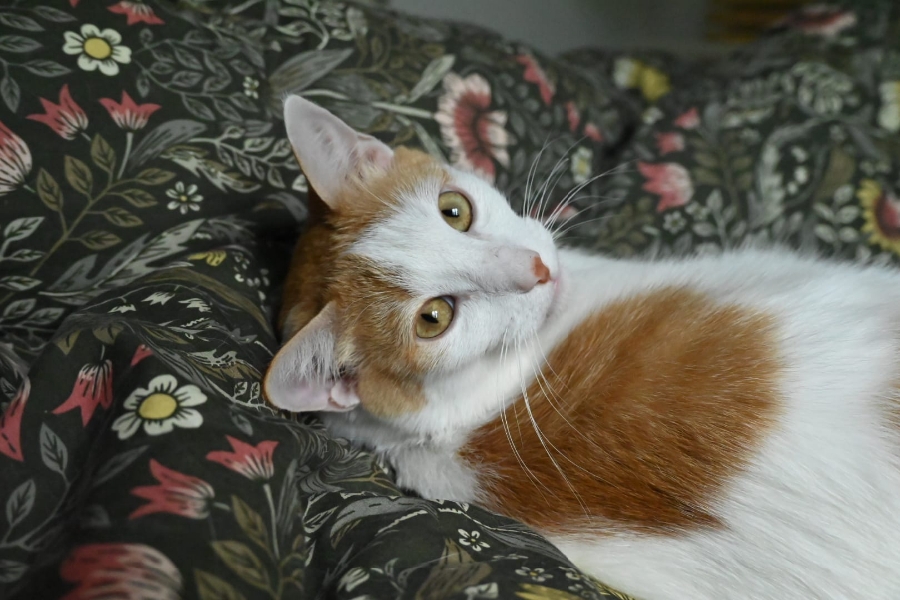 Ascot, chat à l’adoption — Caresses de Chat 94 (Saint-Maur-des-Fossés, 94)