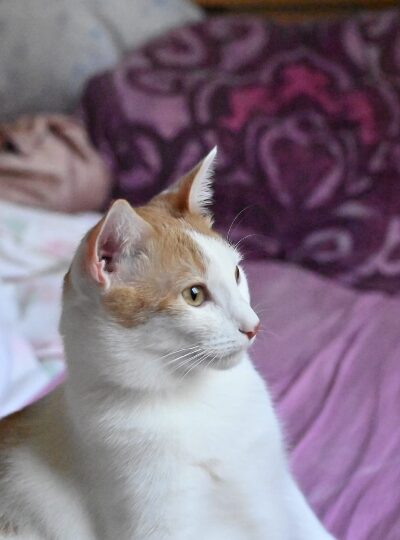 Ascot, chat à l’adoption — Caresses de Chat 94 (Saint-Maur-des-Fossés, 94)