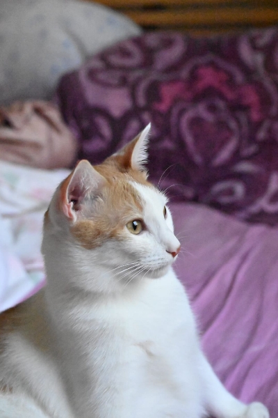Ascot, chat à l’adoption — Caresses de Chat 94 (Saint-Maur-des-Fossés, 94)