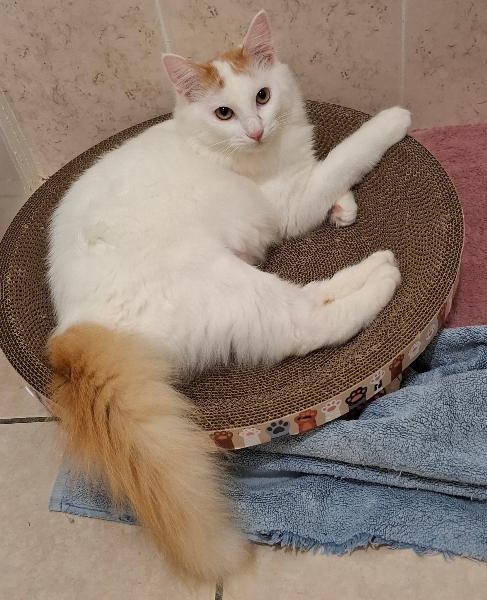 Azimut, chat adopté par Caresses de Chat 94