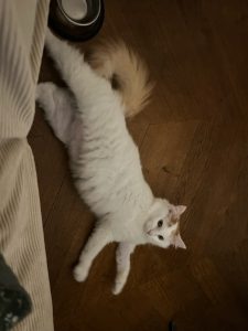 Azimut, chat adopté par Caresses de Chat 94