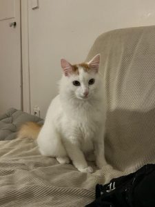 Azimut, chat adopté par Caresses de Chat 94