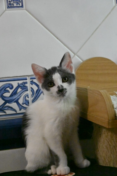 Babette, chat à l’adoption — Caresses de Chat 94 (Saint-Maur-des-Fossés, 94)