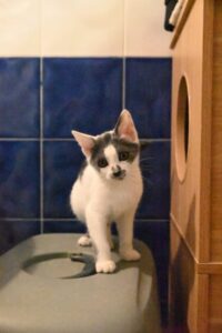 Babette, chat adopté par Caresses de Chat 94