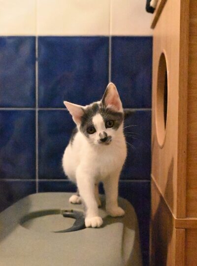 Babette, chat à l’adoption — Caresses de Chat 94 (Saint-Maur-des-Fossés, 94)