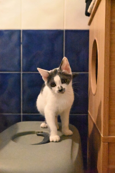 Babette, chat à l’adoption — Caresses de Chat 94 (Saint-Maur-des-Fossés, 94)