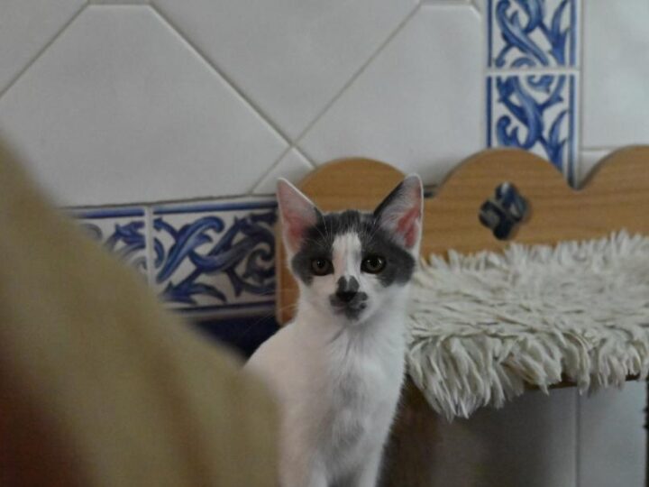 Babette, chat à l’adoption — Caresses de Chat 94 (Saint-Maur-des-Fossés, 94)