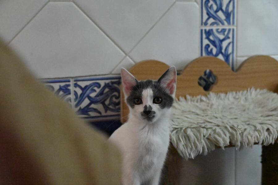 Babette, chat à l’adoption — Caresses de Chat 94 (Saint-Maur-des-Fossés, 94)