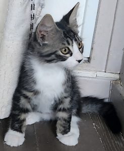 Bao, chat adopté par Caresses de Chat 94
