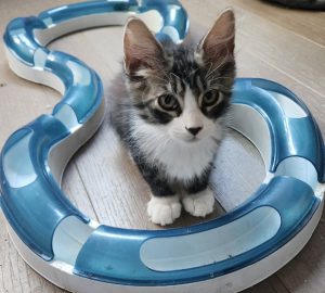 Bao, chat adopté par Caresses de Chat 94