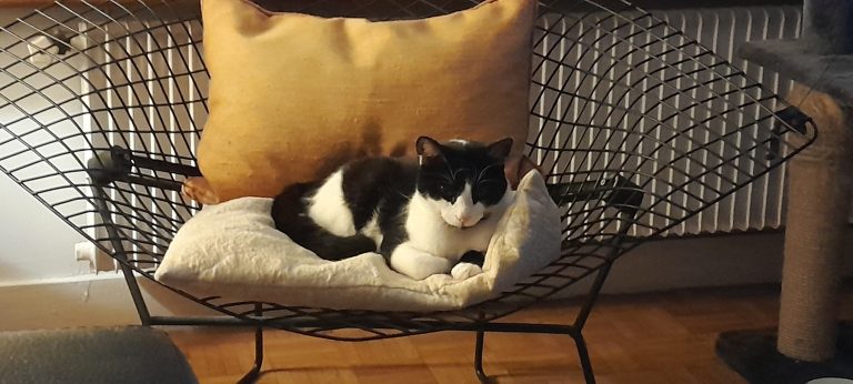 Basile, chat adopté par Caresses de Chat 94