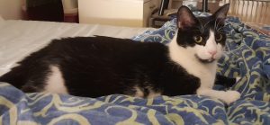 Basile, chat adopté par Caresses de Chat 94