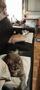 Basile, chat adopté par Caresses de Chat 94