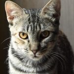 Bayla, chat à l’adoption