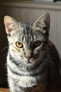 Bayla, chat à l’adoption