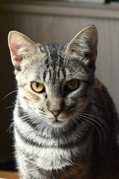 Bayla, chat à l’adoption — Caresses de Chat 94 (Saint-Maur-des-Fossés, 94)