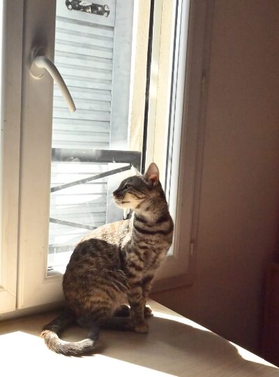 Bayla, chat à l’adoption — Caresses de Chat 94 (Saint-Maur-des-Fossés, 94)