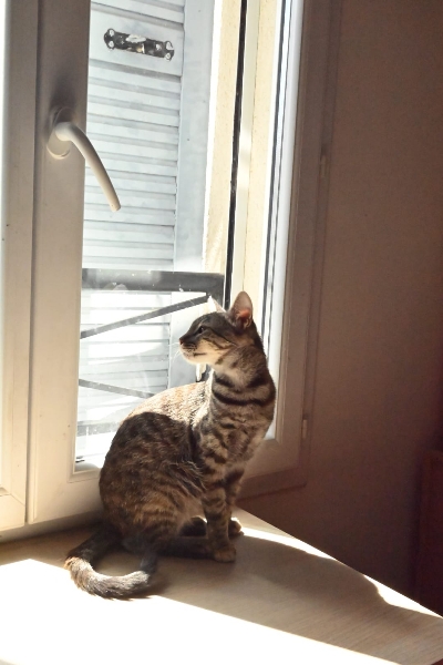 Bayla, chat à l’adoption — Caresses de Chat 94 (Saint-Maur-des-Fossés, 94)