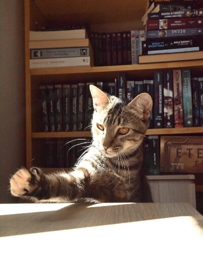 Bayla, chat à l’adoption — Caresses de Chat 94 (Saint-Maur-des-Fossés, 94)