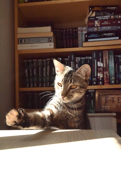 Bayla, chat à l’adoption — Caresses de Chat 94 (Saint-Maur-des-Fossés, 94)