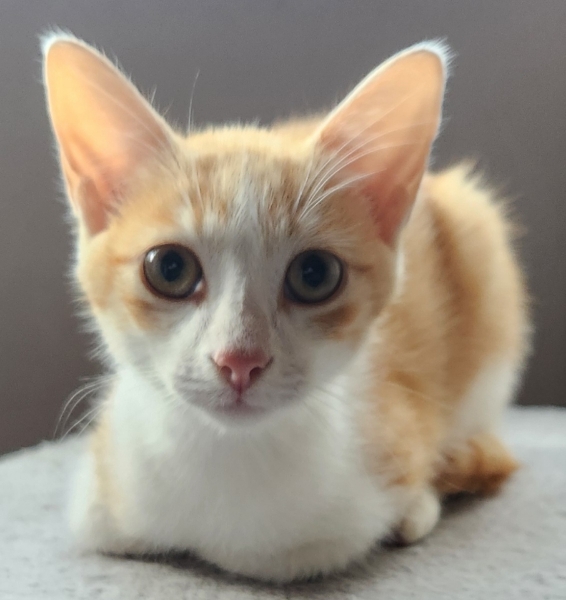 Beckie, chat adopté par Caresses de Chat 94
