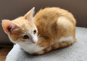Beckie, chat adopté par Caresses de Chat 94