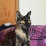 Belka, chat à l’adoption