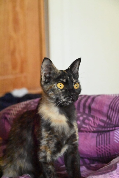 Belka, chat à l’adoption — Caresses de Chat 94 (Saint-Maur-des-Fossés, 94)