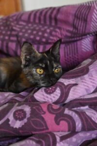 Belka, chat adopté par Caresses de Chat 94