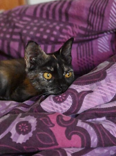 Belka, chat à l’adoption — Caresses de Chat 94 (Saint-Maur-des-Fossés, 94)