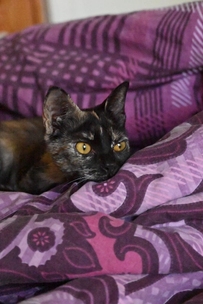 Belka, chat à l’adoption — Caresses de Chat 94 (Saint-Maur-des-Fossés, 94)