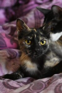 Belka, chat adopté par Caresses de Chat 94
