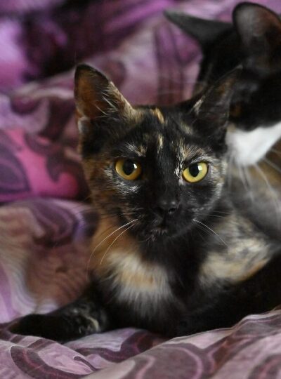 Belka, chat à l’adoption — Caresses de Chat 94 (Saint-Maur-des-Fossés, 94)