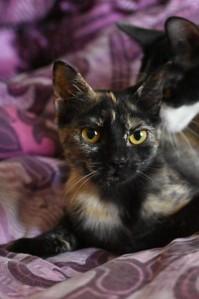 Belka, chat à l’adoption — Caresses de Chat 94 (Saint-Maur-des-Fossés, 94)