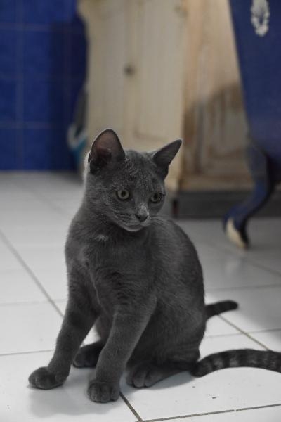 Bluey, chat à l’adoption — Caresses de Chat 94 (Saint-Maur-des-Fossés, 94)