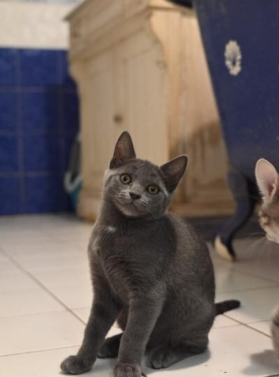 Bluey, chat à l’adoption — Caresses de Chat 94 (Saint-Maur-des-Fossés, 94)