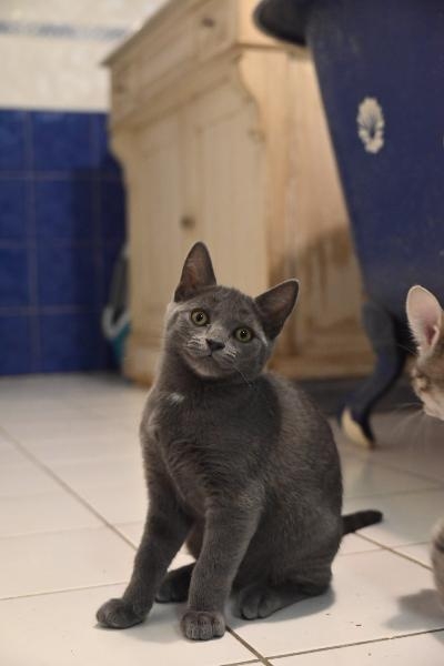 Bluey, chat à l’adoption — Caresses de Chat 94 (Saint-Maur-des-Fossés, 94)