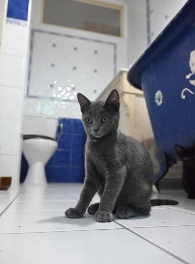 Bluey, chat à l’adoption — Caresses de Chat 94 (Saint-Maur-des-Fossés, 94)