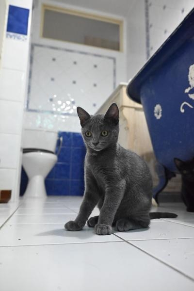 Bluey, chat à l’adoption — Caresses de Chat 94 (Saint-Maur-des-Fossés, 94)