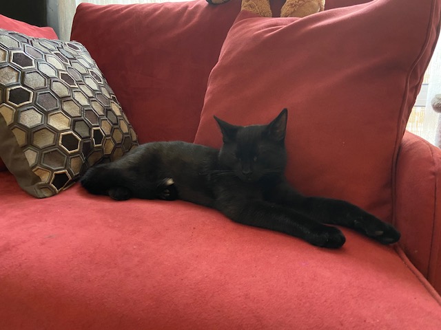 Bob, chat adopté par Caresses de Chat 94