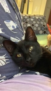 Bob, chat adopté par Caresses de Chat 94